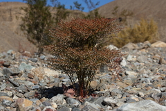 Eriogonum rixfordii