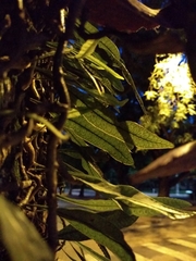 Microgramma squamulosa