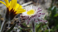 Erigeron eriocephalus