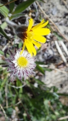 Erigeron eriocephalus