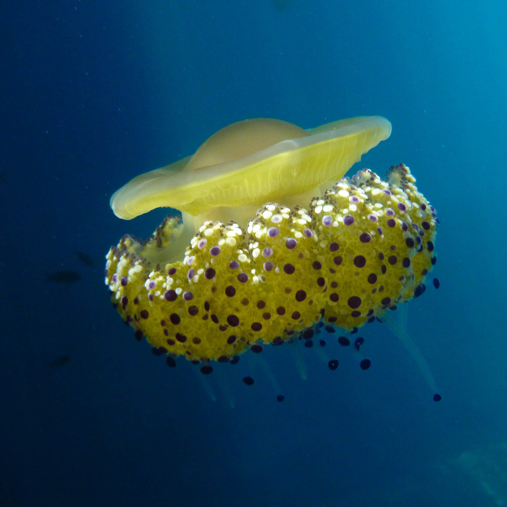 Photo of Fried egg jellyfish (Cotylorhiza tuberculata)