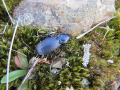 Plocamostethus planiusculus