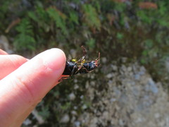 Plocamostethus planiusculus