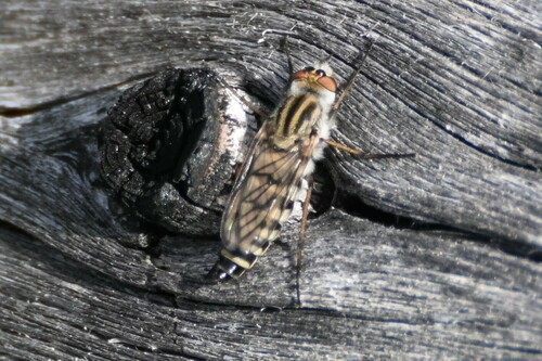 Thereva utahensis