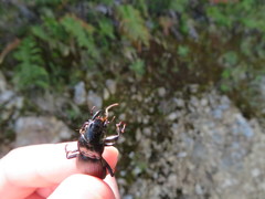 Plocamostethus planiusculus