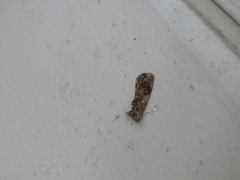 Pilipectus cyclopis