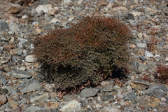Eriogonum rixfordii