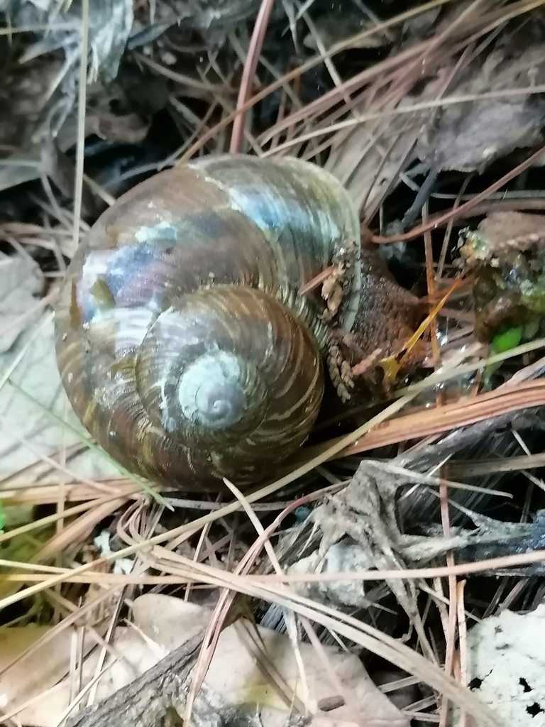 Humboldtiana durangoensis