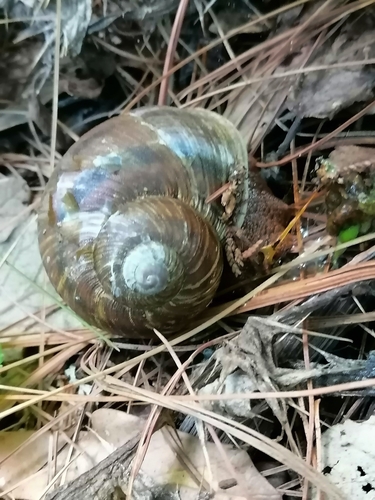 Humboldtiana durangoensis