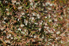 Eriogonum rixfordii