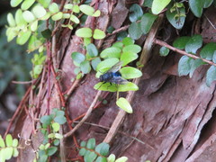 Calliphoroides antennatis