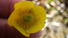 Ranunculus nivalis