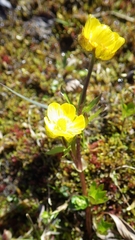 Ranunculus nivalis
