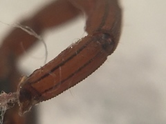 Centruroides ornatus