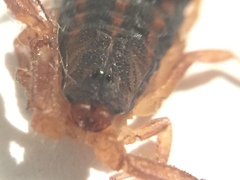 Centruroides ornatus