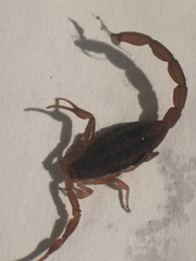 Centruroides ornatus