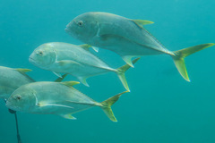 Caranx papuensis