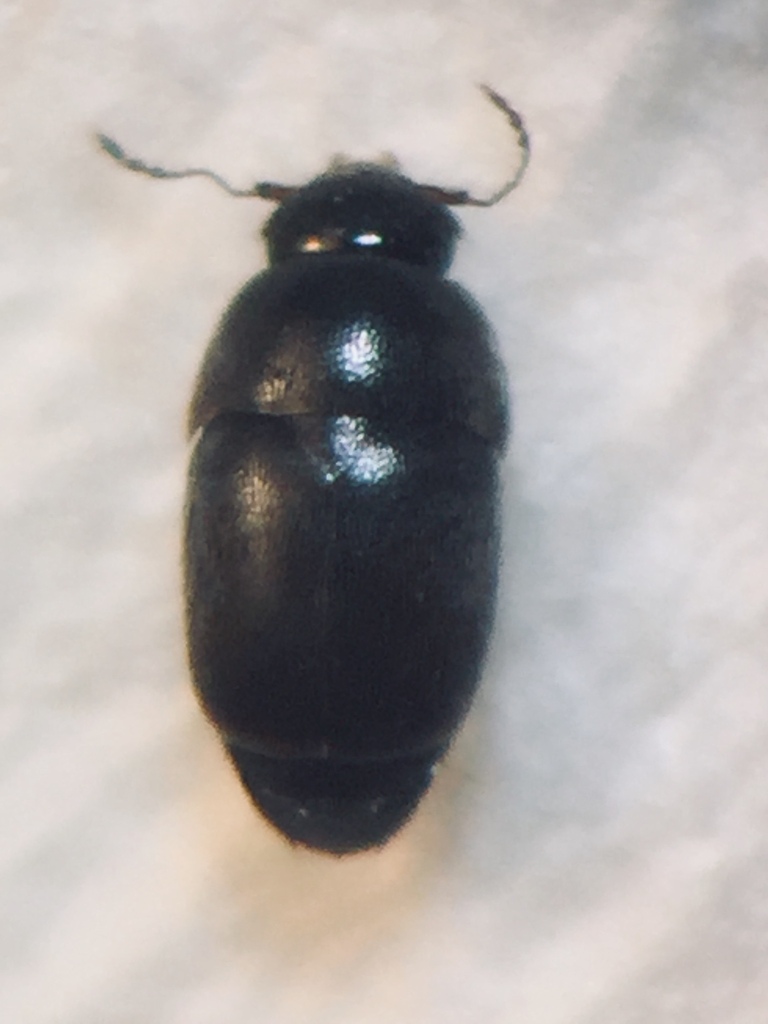 Acrotrichis josephi