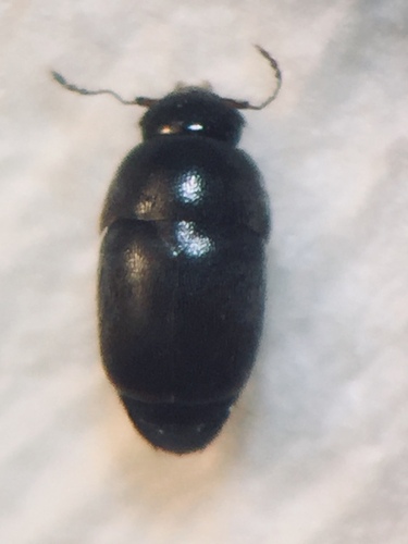Acrotrichis josephi