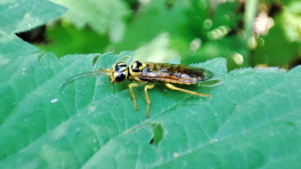 Pamphilius brevicornis