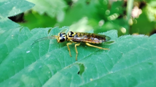 Pamphilius brevicornis