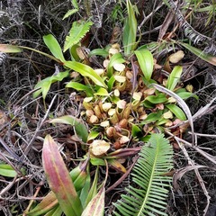 Nepenthes gymnamphora