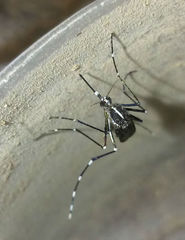 Aedes albopictus