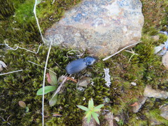 Plocamostethus planiusculus