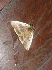 Tethea oberthuri
