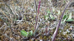 Arctagrostis latifolia