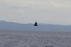 Stercorarius skua