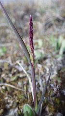 Arctagrostis latifolia