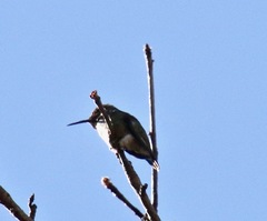 Calypte anna