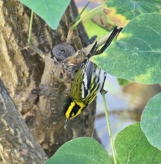 Setophaga townsendi