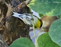 Setophaga townsendi