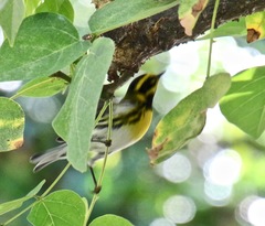 Setophaga townsendi