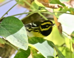 Setophaga townsendi
