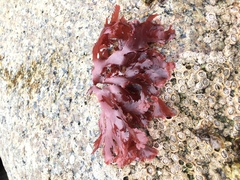 Callophyllis variegata