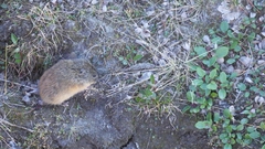 Lemmus trimucronatus