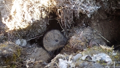 Lemmus trimucronatus