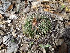 Echinofossulocactus zacatecasensis