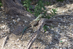 Cnemidophorus murinus