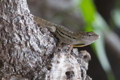 Anolis lineatus