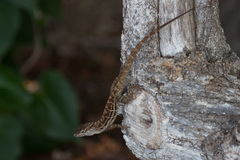 Anolis lineatus