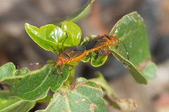 Dysdercus fulvoniger
