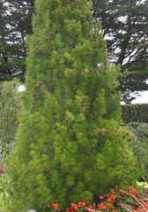 Sciadopitys verticillata