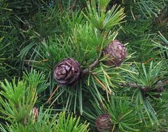 Sciadopitys verticillata