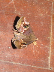 Ommatophora luminosa