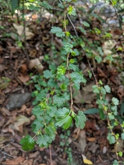 Ribes speciosum