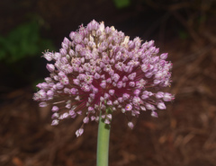 Allium porrum